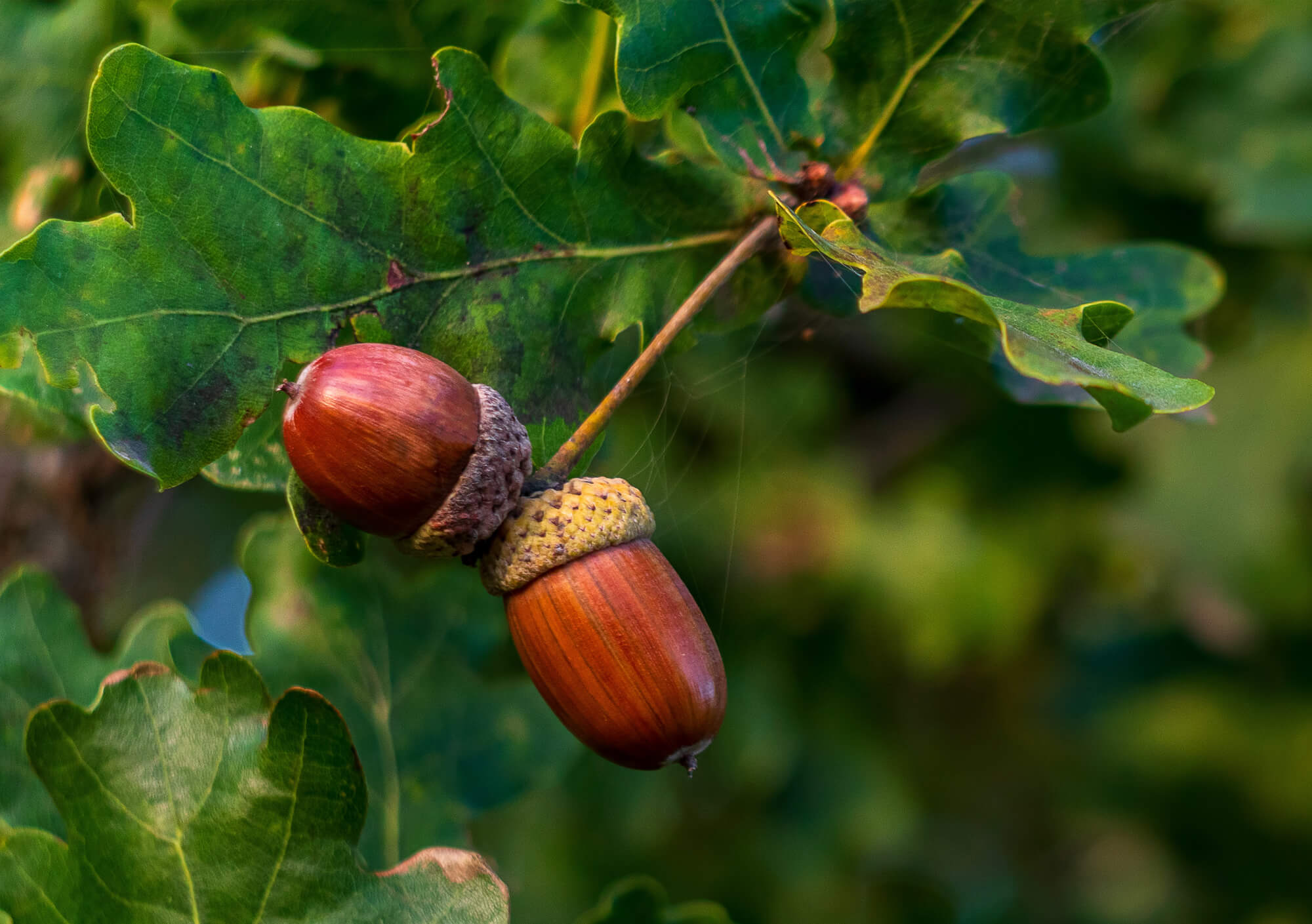 Acorns growing on an oak tree