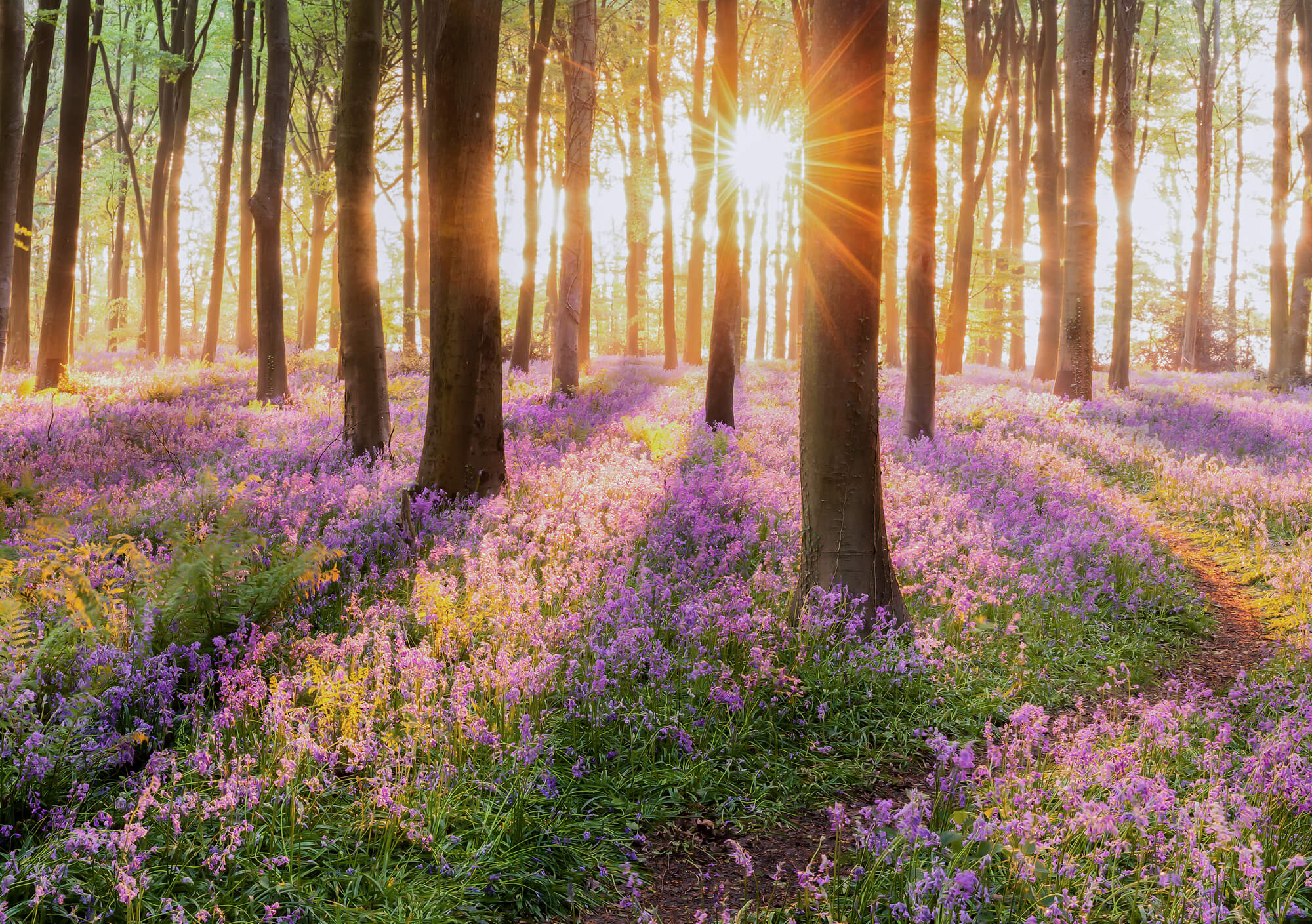 Bluebells in the woods at sunset