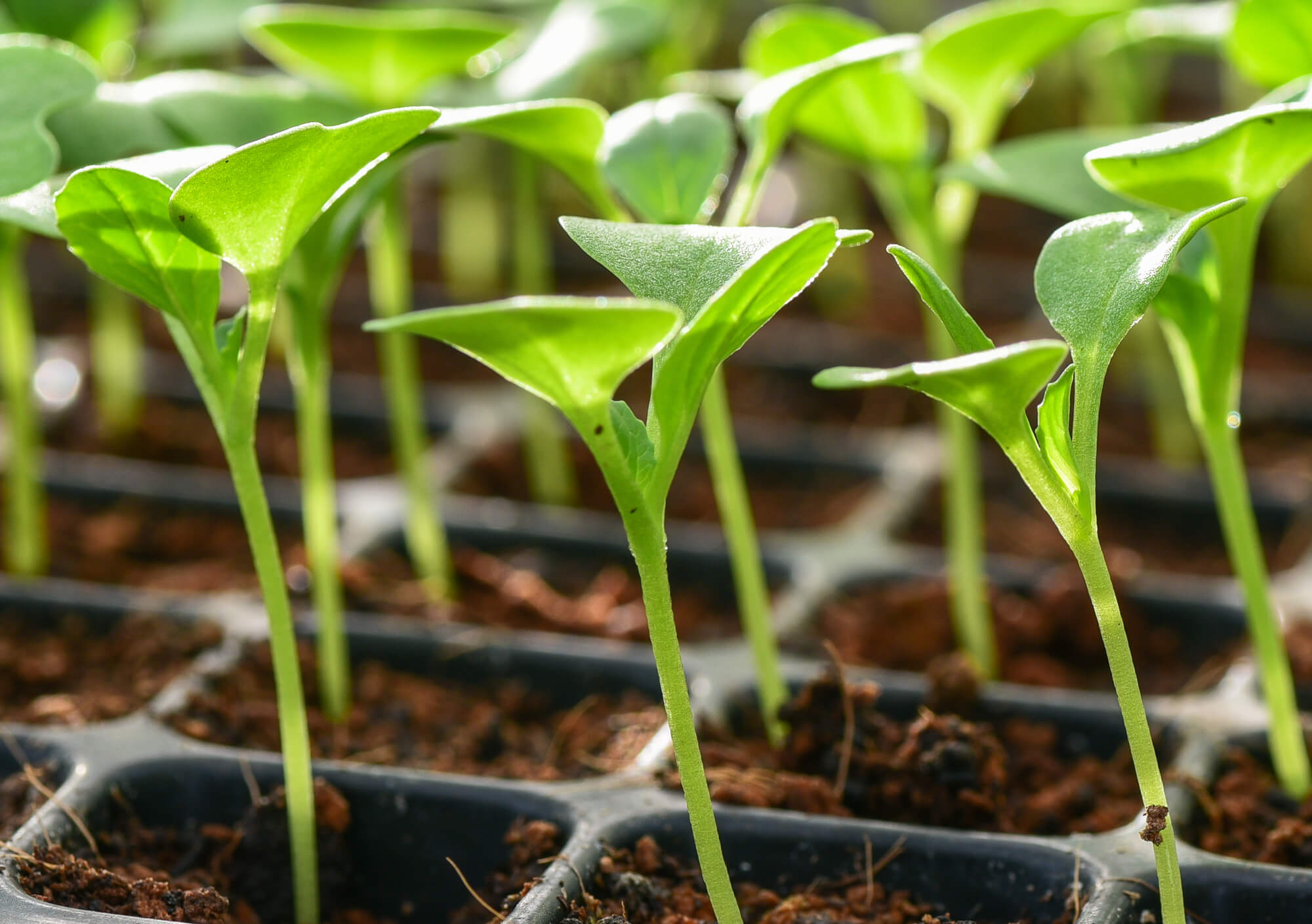 Seedlings growing in pots